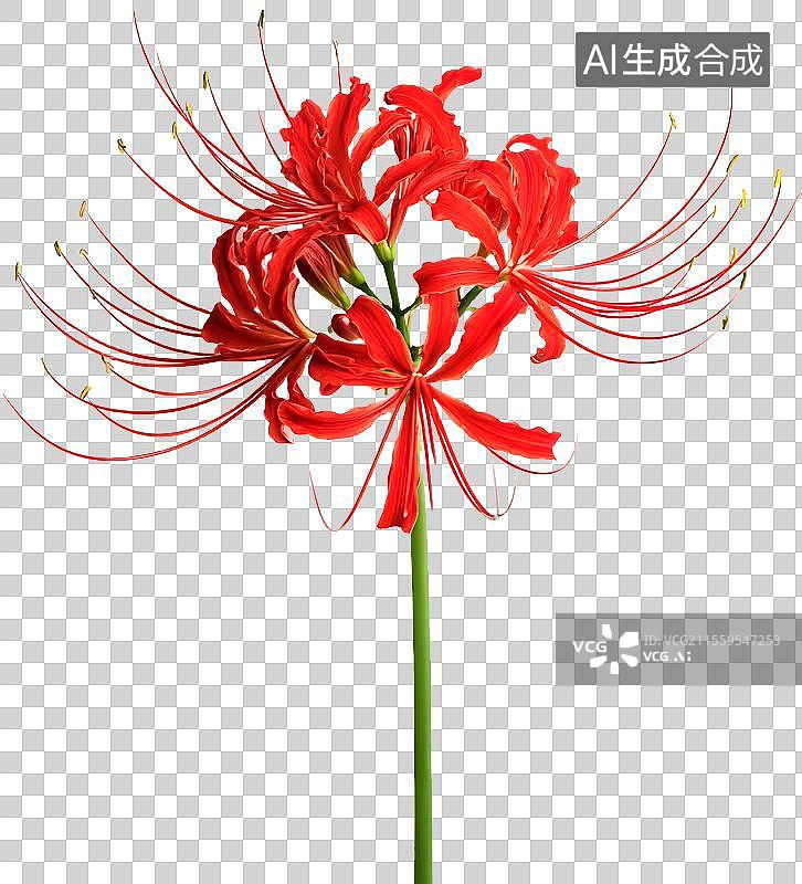 【AI数字艺术】曼珠沙华/彼岸花图片素材