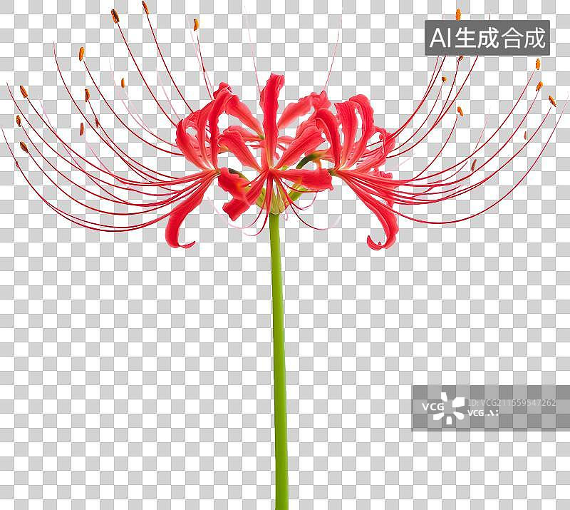 【AI数字艺术】曼珠沙华/彼岸花图片素材