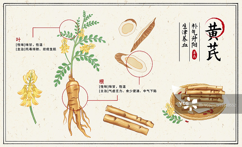 中国传统文化中医养生中草药药材医疗用品之黄芪图片素材