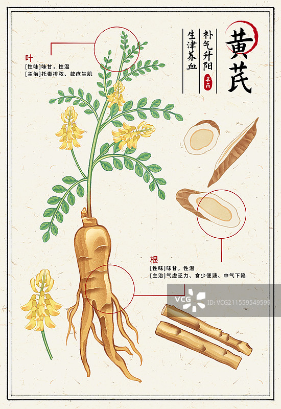 中国传统文化中医养生中草药药材医疗用品之黄芪图片素材