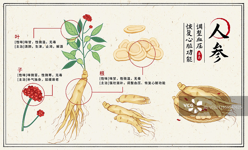 中国传统文化中医养生中草药药材医疗用品之人参图片素材