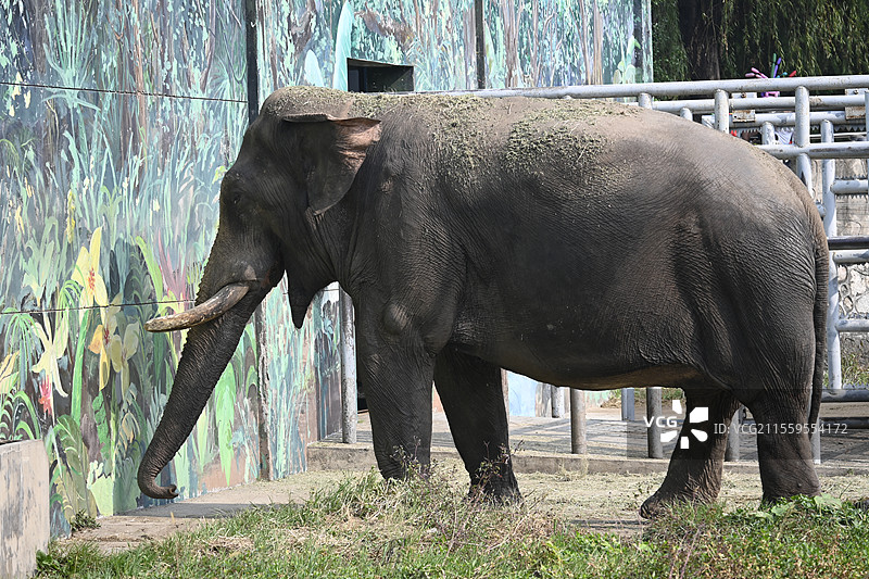 秦岭野生动物园动物图片素材