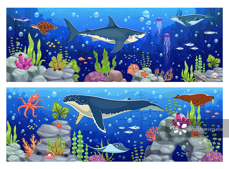 水下景观与动物和海藻图片素材