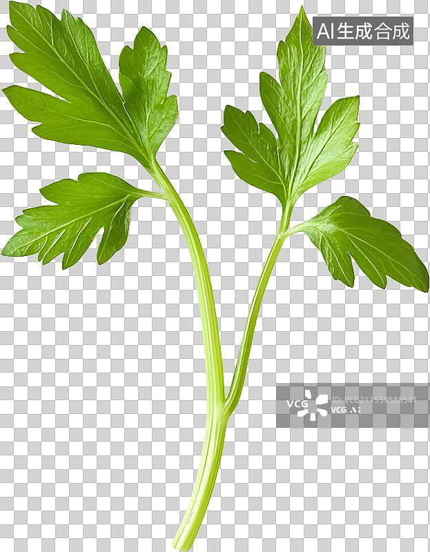 【AI数字艺术】新鲜的芹菜图片素材