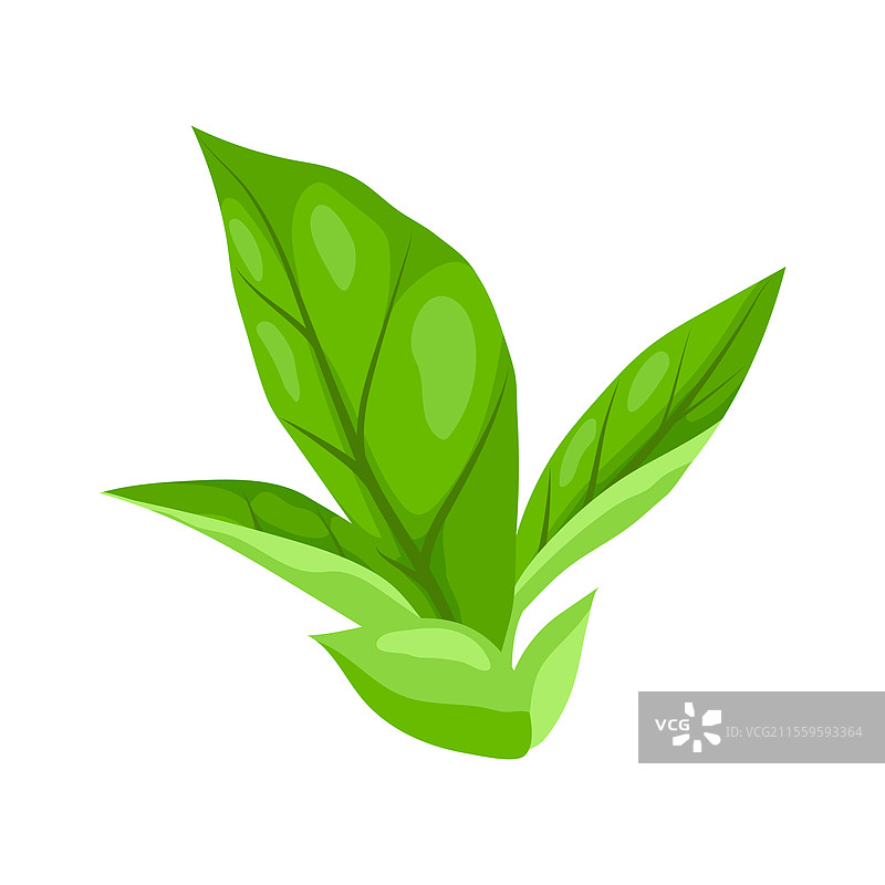 春夏季节的叶子风格化图片素材