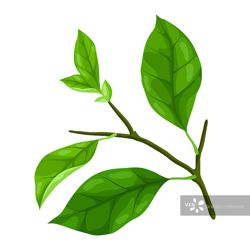 春天的树枝与叶子图片素材