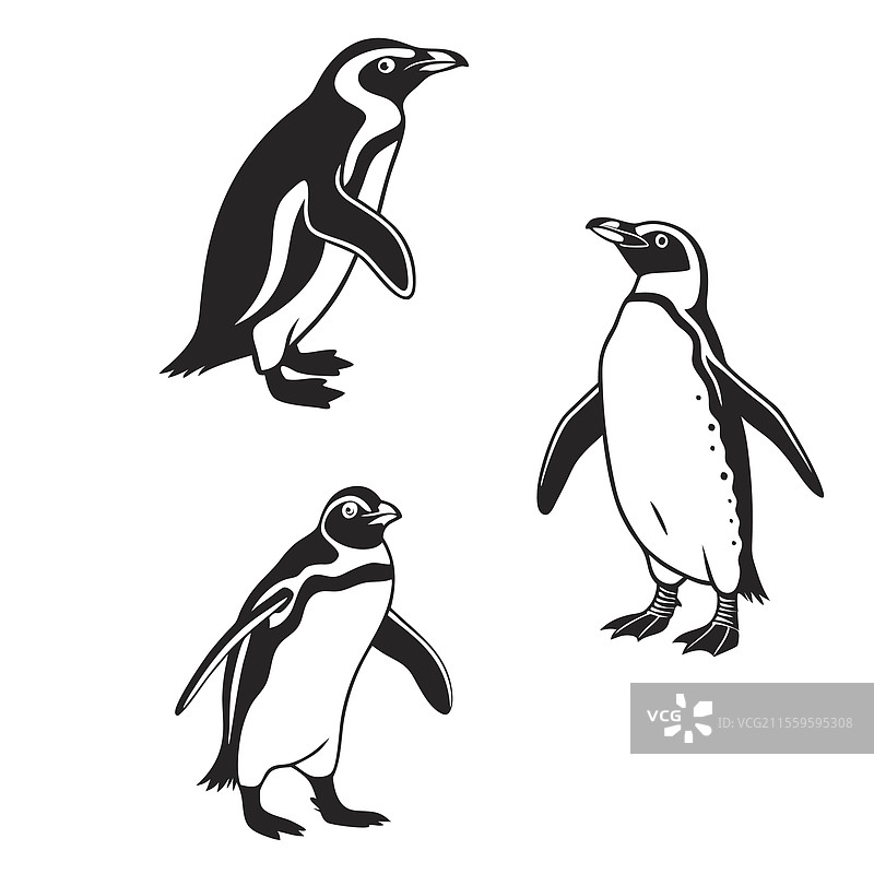 不同企鹅物种的剪影图片素材