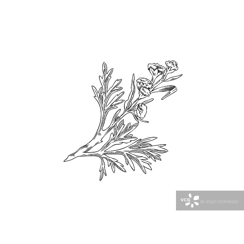 艾蒿花植物雕刻素描图片素材