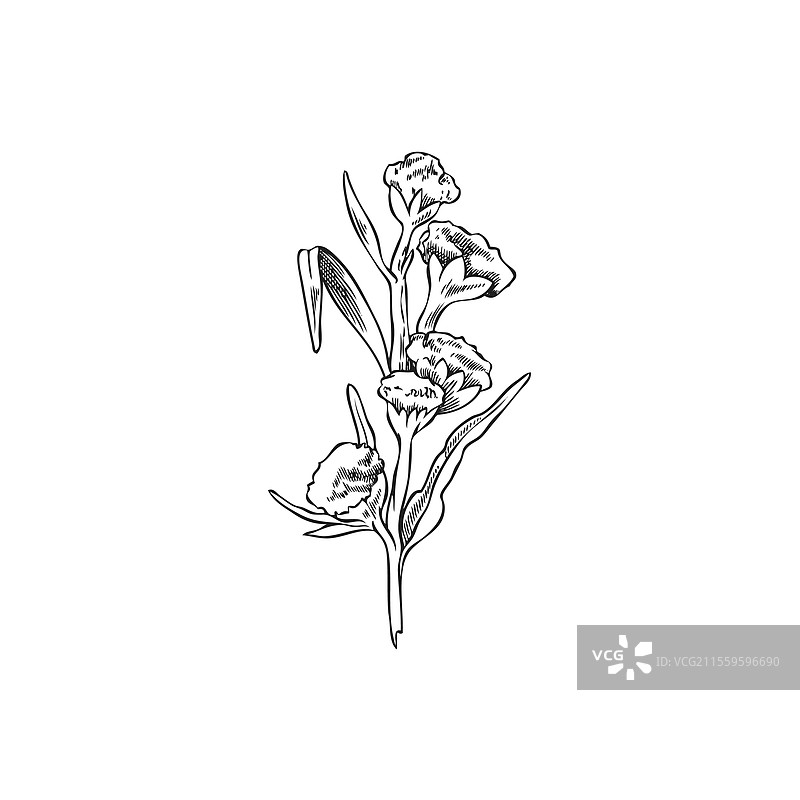 艾蒿花植物雕刻素描图片素材