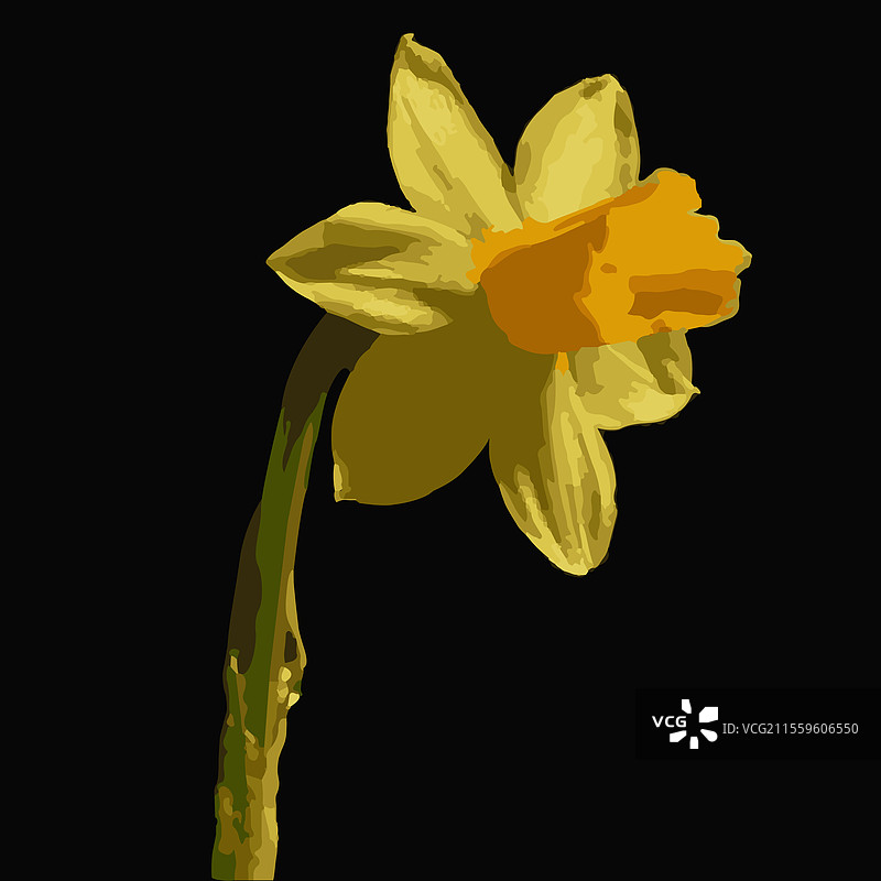 图形设计中的黄色水仙花图片素材