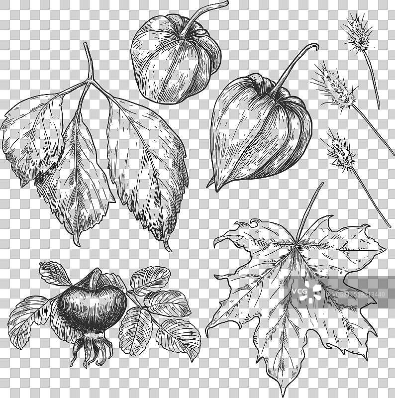 手绘秋季套装，包含浆果和图片素材