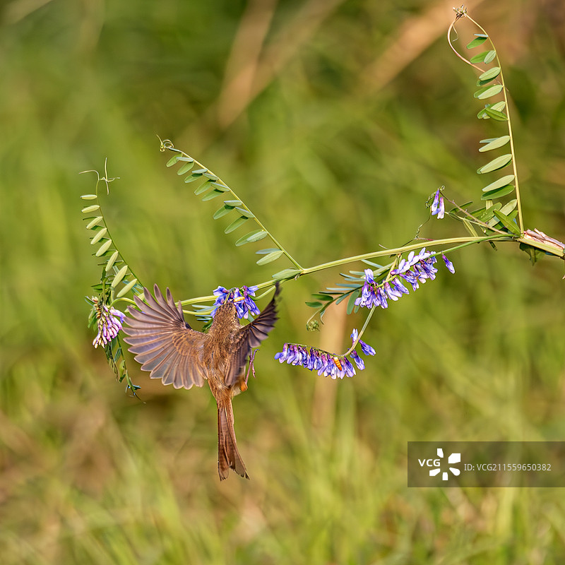 灰头鹀图片素材