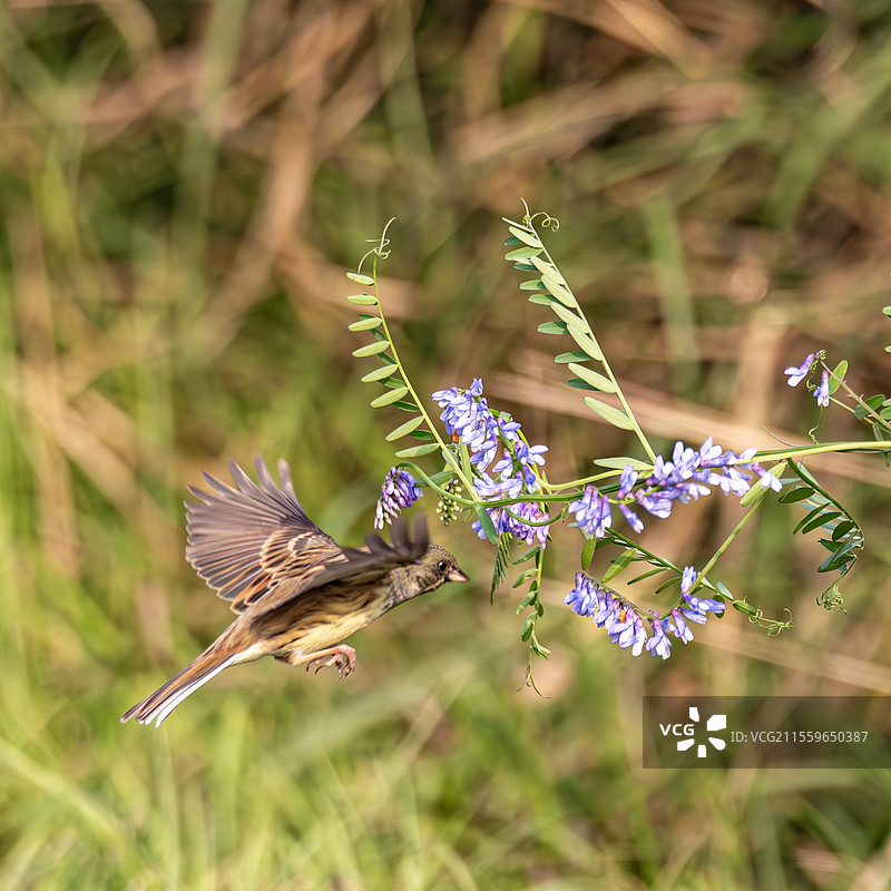 灰头鹀图片素材
