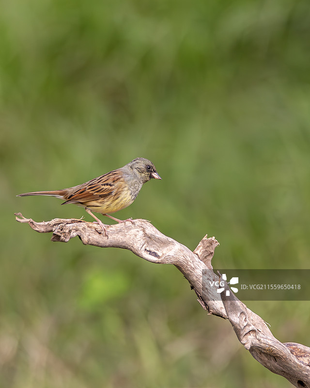 灰头鹀图片素材