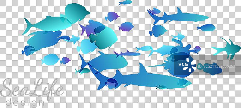 一群游泳的海洋或水族馆鱼类群落图片素材