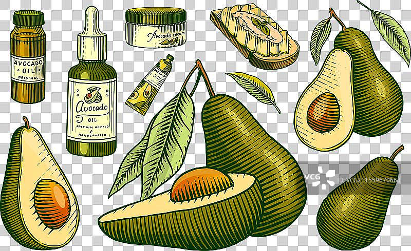 热带鳄梨常绿水果植物套装图片素材