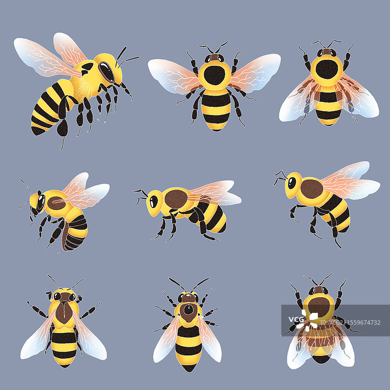 手绘插画-蜜蜂群组图片素材