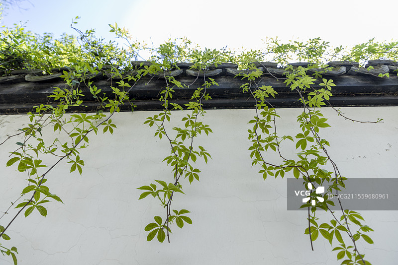 中式园林白墙青瓦藤蔓春天嫩叶清新意境图片素材