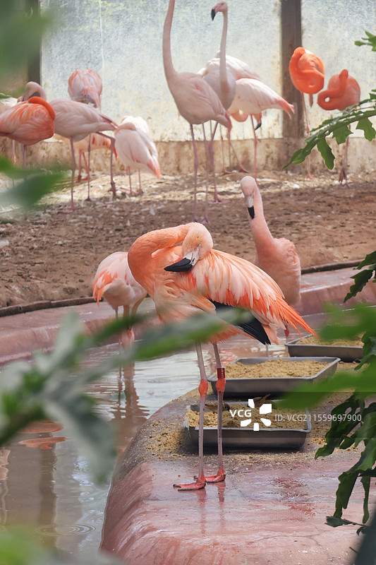 动物园火焰鸟特写图片素材