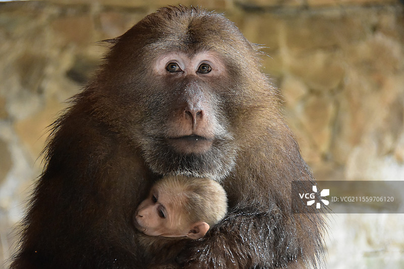 黄山短尾猴图片素材
