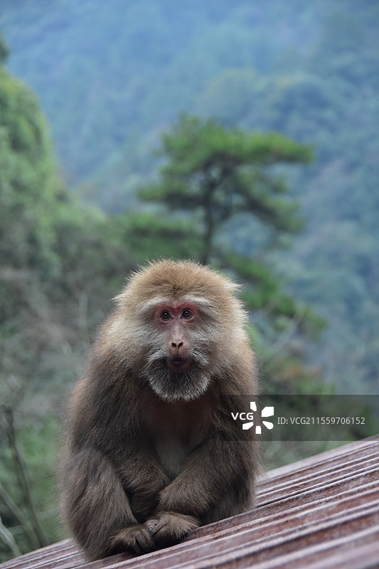 黄山短尾猴图片素材