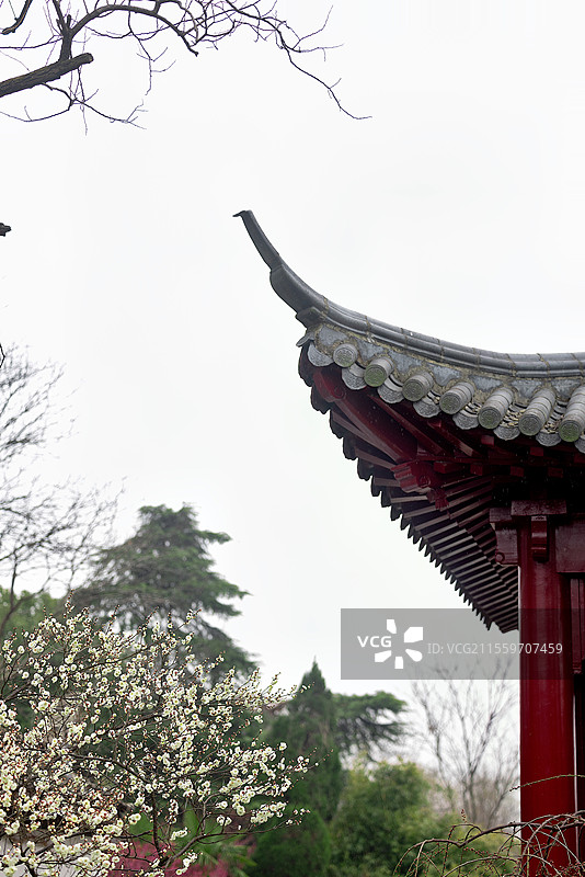 中山陵梅花谷的园林梅花图片素材