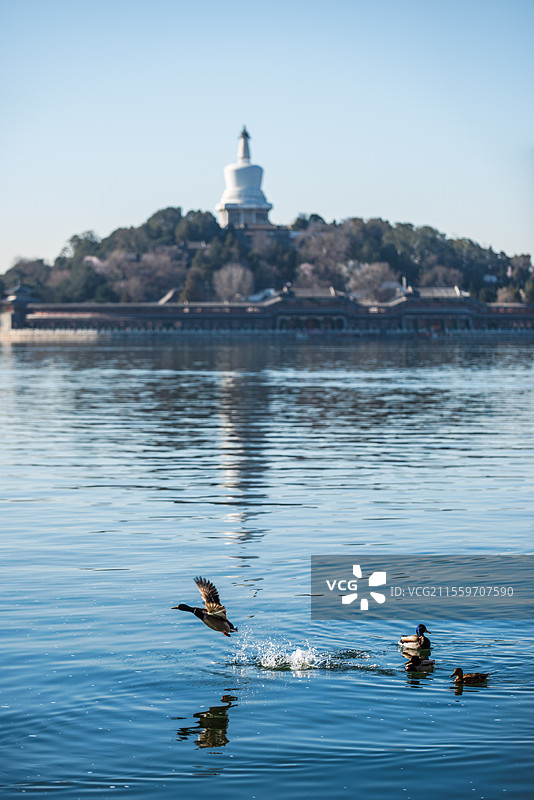 北海白塔的春天图片素材
