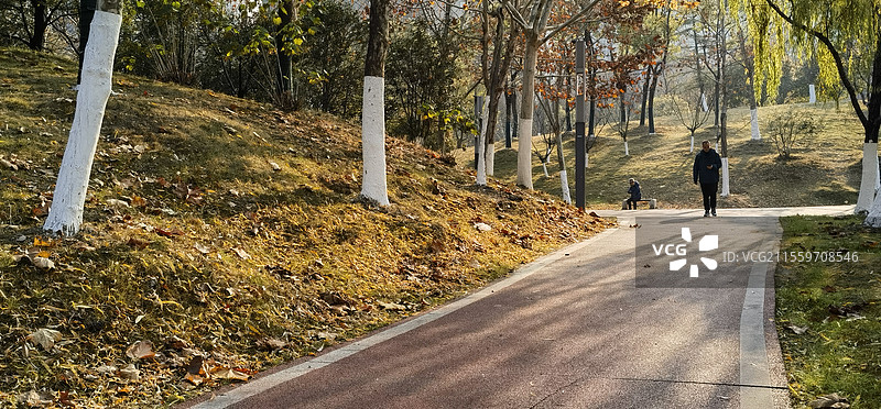 《阳光初照》—— 合肥滨湖广西路金斗公园一角图片素材