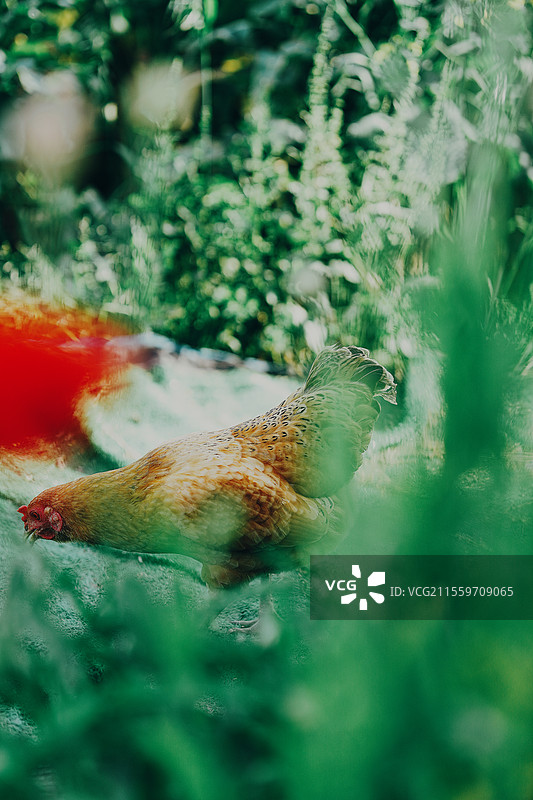 在春天里觅食的小母鸡图片素材