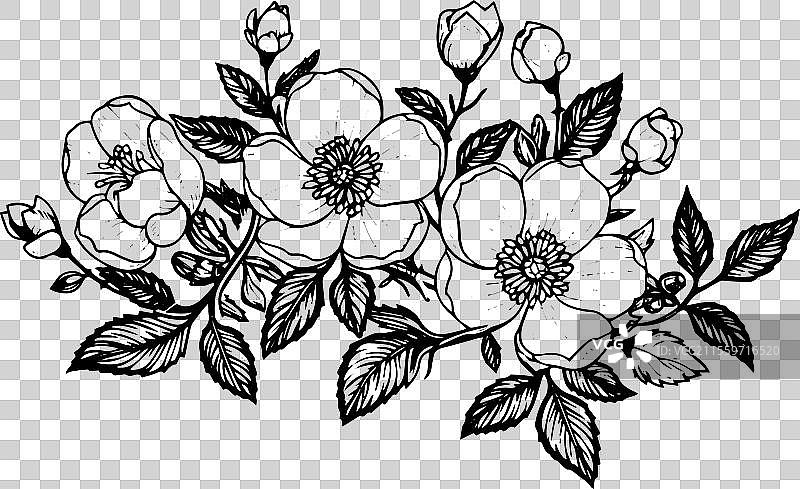 手绘墨水素描的野玫瑰花图片素材