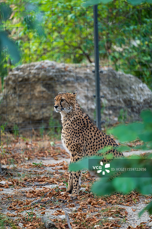 奥地利维也纳动物园猎豹图片素材