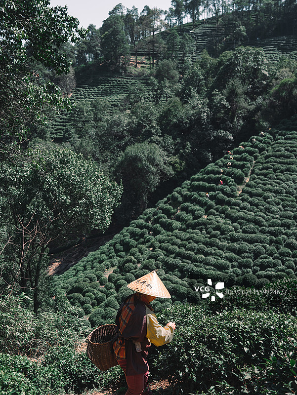 龙井村茶园01图片素材