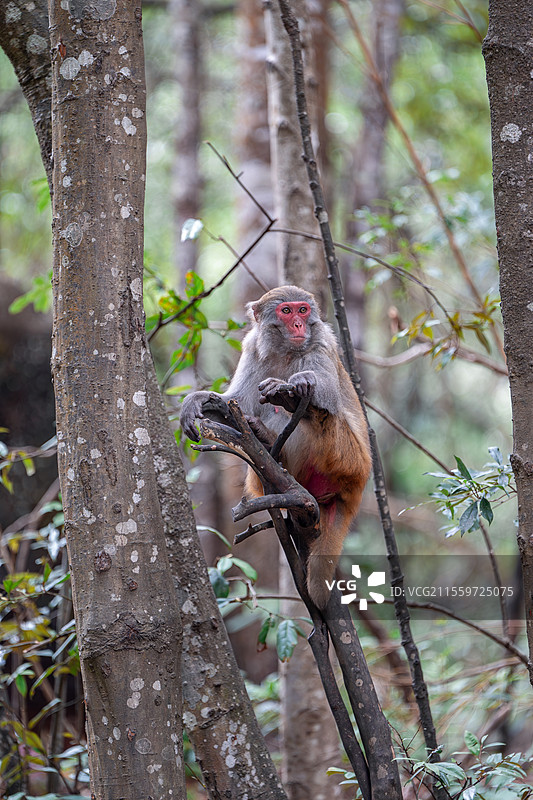 广西贺州姑婆山风景区猕猴图片素材