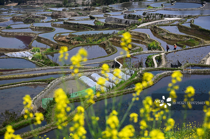 云南元阳爱春蓝梯田：春日梯田  美景如画图片素材