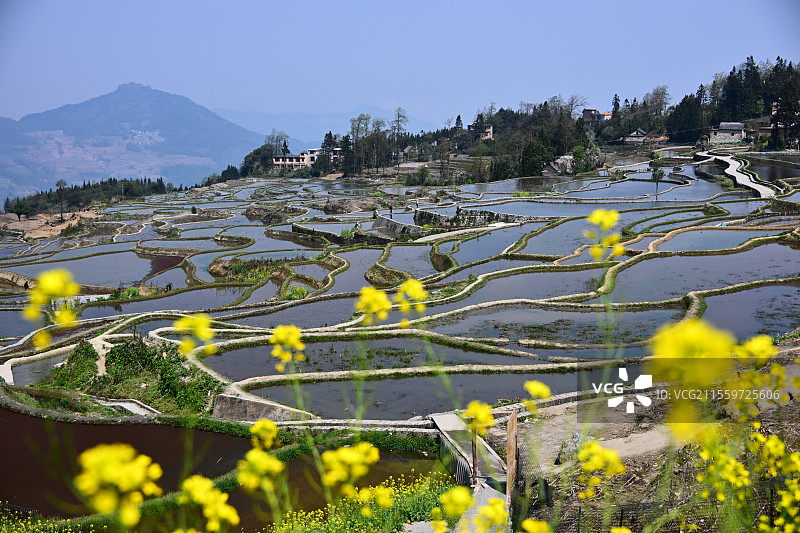 云南元阳爱春蓝梯田：春日梯田  美景如画图片素材