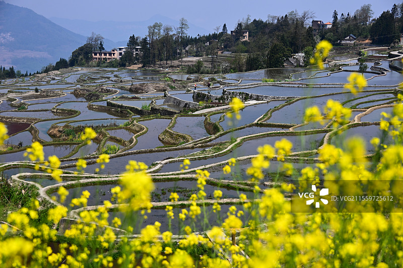 云南元阳爱春蓝梯田：春日梯田  美景如画图片素材