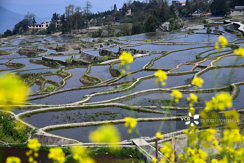 云南元阳爱春蓝梯田：春日梯田  美景如画图片素材