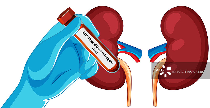 肾脏和血液检测试管图片素材