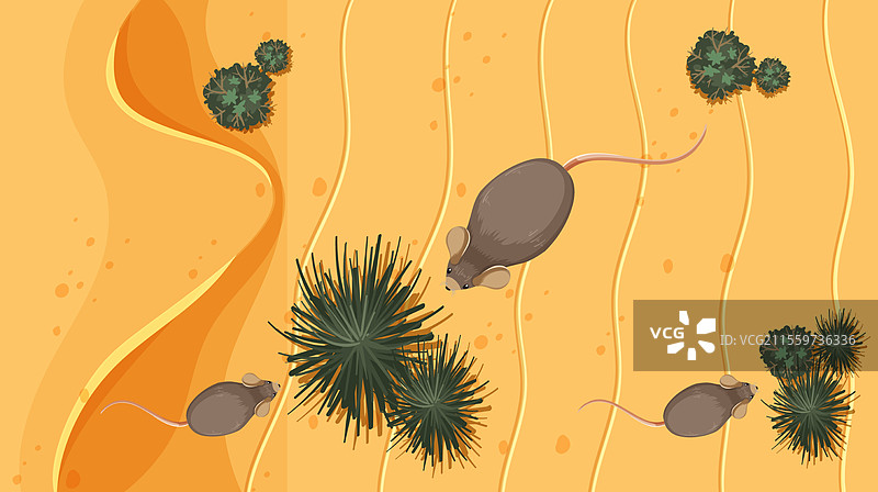 老鼠探索沙漠植物和地形图片素材