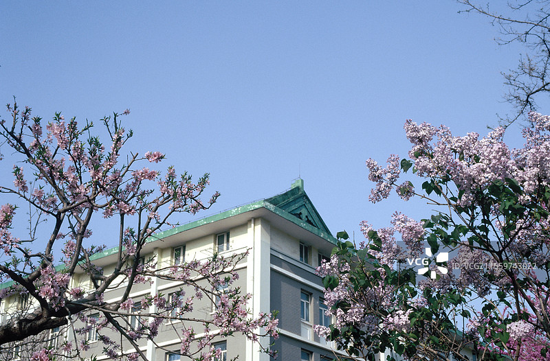 北京外国语大学花草图片素材