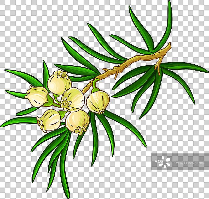 彩色细致的杜松枝图片素材