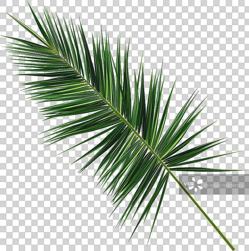 真实的热带棕榈叶在白色背景上图片素材