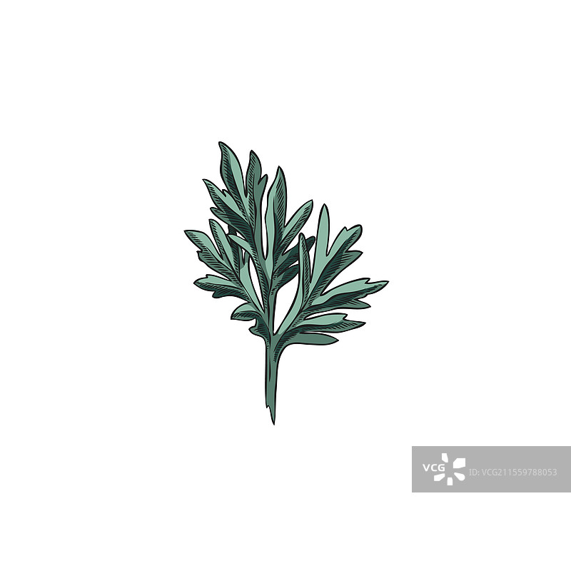 艾蒿叶手绘图标图片素材