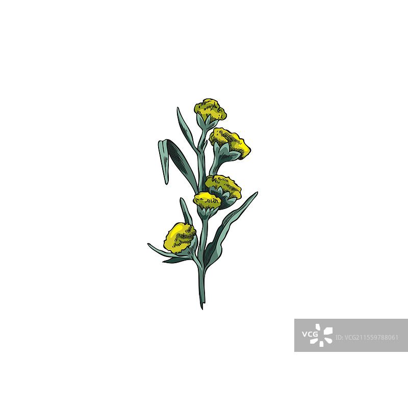 艾蒿花植物手绘图标图片素材
