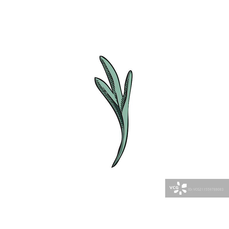 艾蒿叶素描手绘鼠尾草图片素材