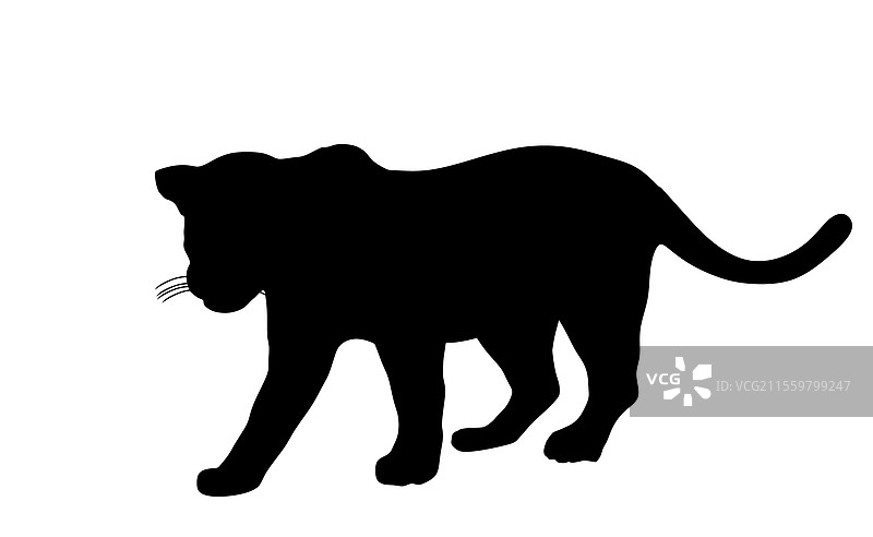 孤立的美洲虎轮廓图片素材