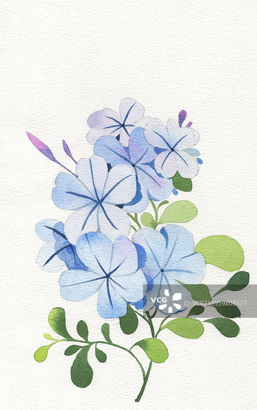 蓝雪花水彩插画图片素材