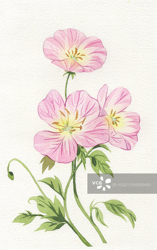 月见草水彩插画图片素材