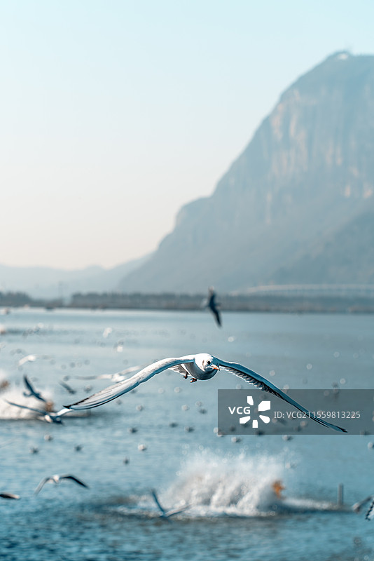 昆明海埂大坝：滇池上翱翔的海鸥图片素材