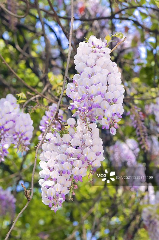 紫藤花 浦口 凤凰山图片素材